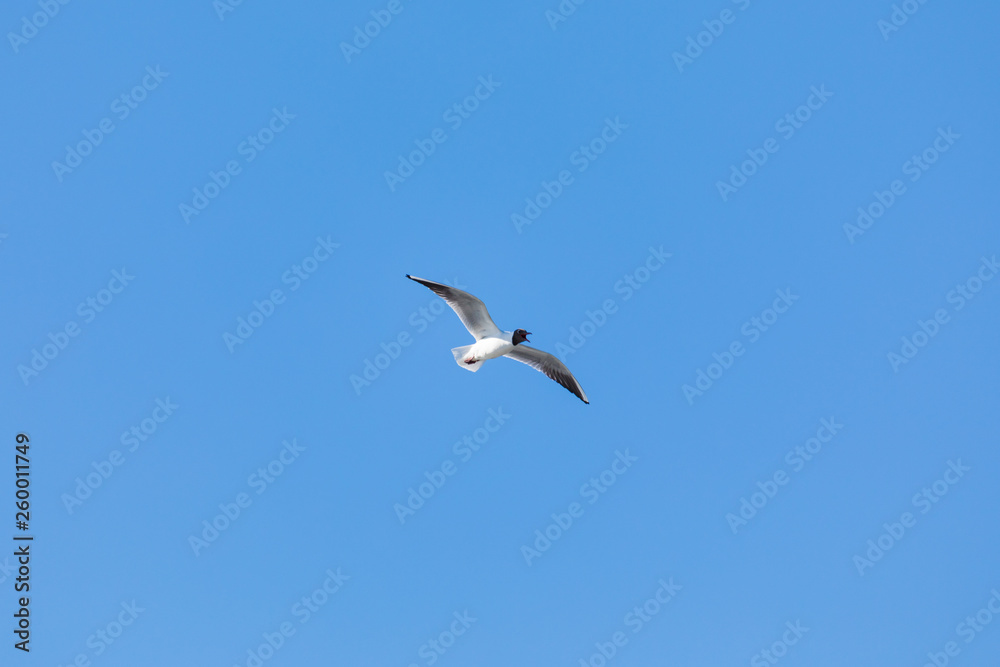 The alone flying gull or mew in the spring sunny day in the city park on the background of the clear blue sky