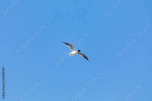 The alone flying gull or mew in the spring sunny day in the city park on the background of the clear blue sky