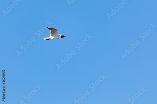 The alone flying gull or mew in the spring sunny day in the city park on the background of the clear blue sky