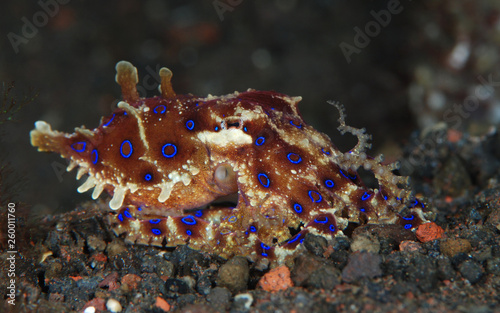 Incredible Underwater World - Hapalochlaena lunulata - Greater blue-ringed octopus. Diving and underwater photography. Tulamben  Bali  Indonesia.