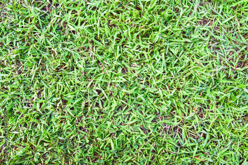 Grass background image