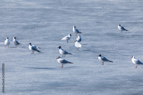 The scene of gulls' market during the mating season on the spring ice of the river or the lake in the city park in the clear sunny day