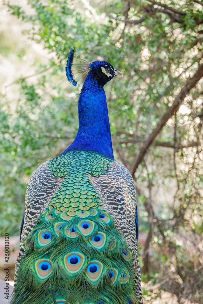 Obraz premium Peacock sitting in the forest