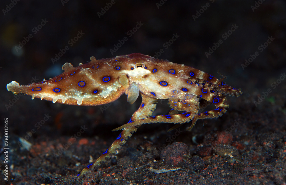 Incredible Underwater World - Hapalochlaena lunulata - Greater blue-ringed octopus. Diving and underwater photography. Tulamben, Bali, Indonesia.