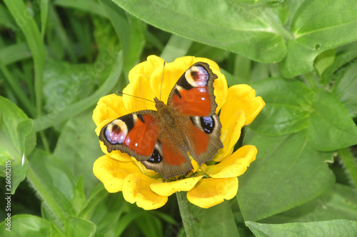 The peacock eye butterfly sitting on a yellow flower on the green background