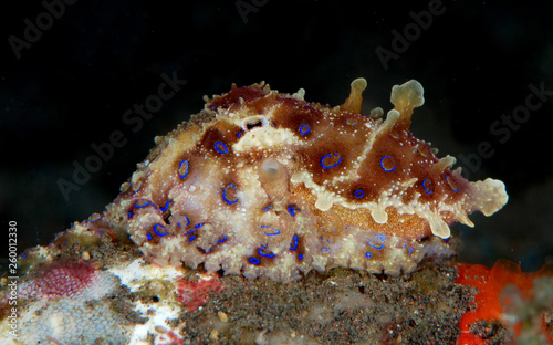 Incredible Underwater World - Hapalochlaena lunulata - Greater blue-ringed octopus. Diving and underwater photography. Tulamben, Bali, Indonesia.
