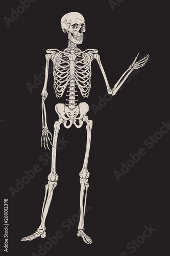 Human skeleton posing isolated over black background vector illustration. Hand drawn gothic style placard, poster or print design.