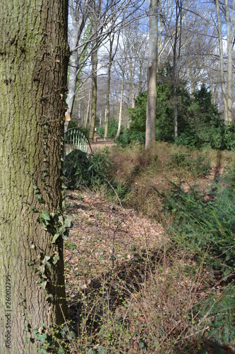 Tree in the forest. Ivy