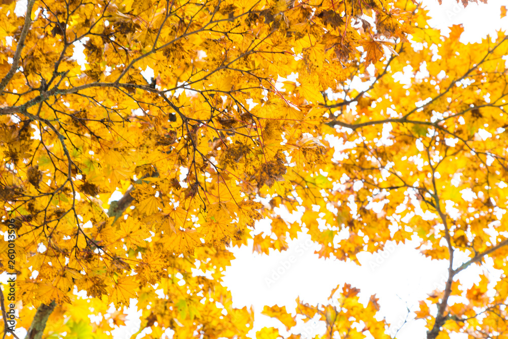Yellow maple tree leaf on white background Yellow maple tree leaf on white background
