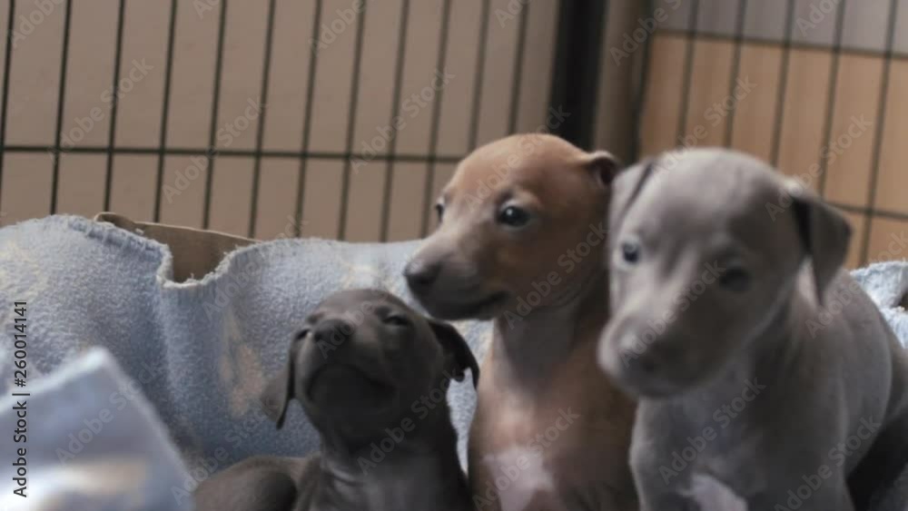 Slow motion portrait of Three cute Italian Greyhound Puppies in movement