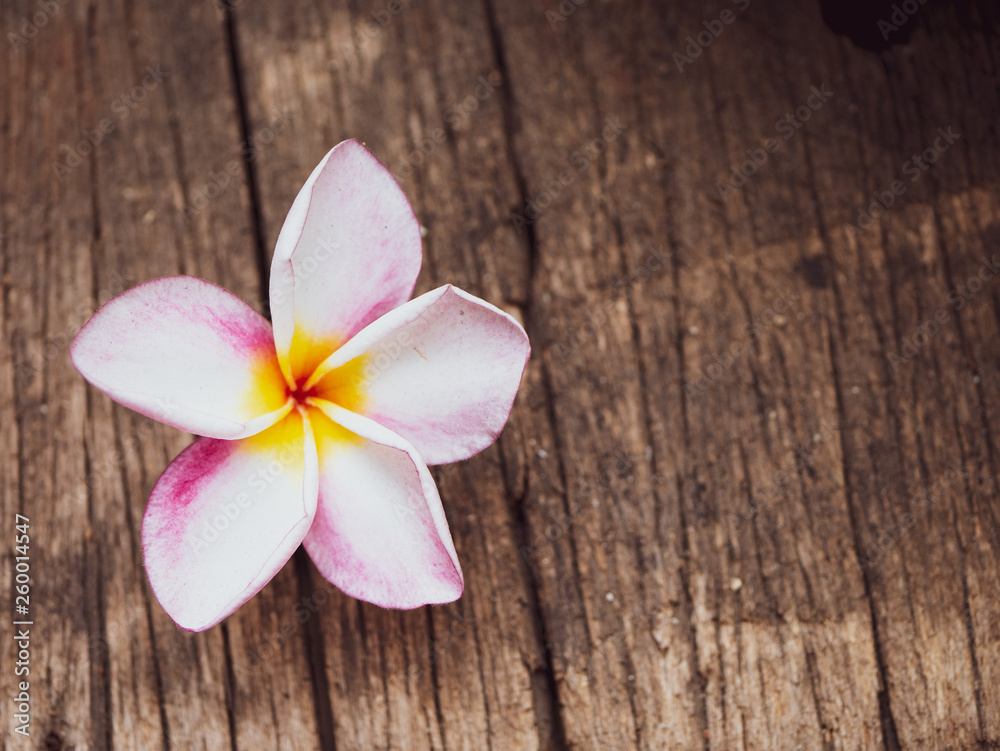 Pink Plumeria (Apocynaceae) flower on wood background isolated with clipping Pink Plumeria (Apocynaceae) flower on wood background isolated with clipping