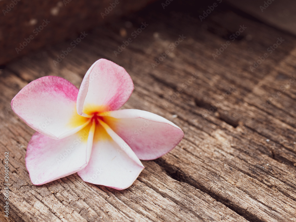 Pink Plumeria (Apocynaceae) flower on wood background isolated with clipping . Pink Plumeria (Apocynaceae) flower on wood background isolated with clipping .