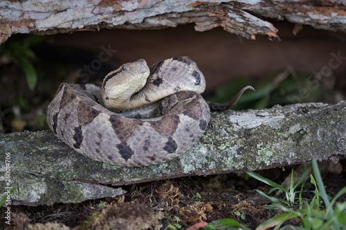 Jumping Pitviper (Atropoides mexicanus) photo