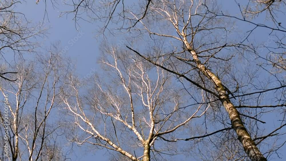 branches of a tree branches of a tree