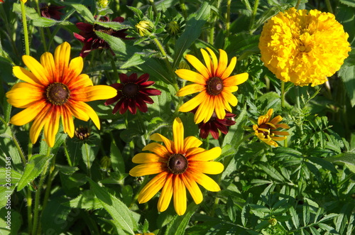 Blooming Rudbeckia on the flower bed in the summer garden