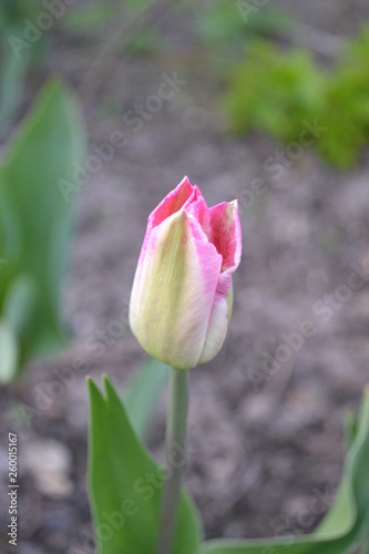 single pink tulip