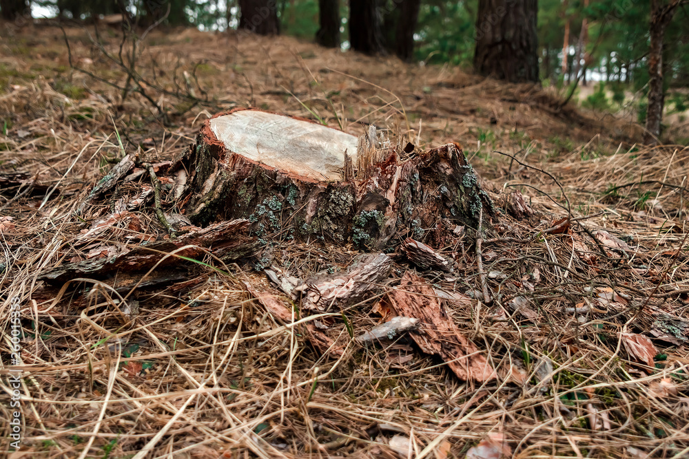 Fototapeta premium Old stump in the forest. The concept of cutting down trees, the disease of trees, the lungs of the planet.