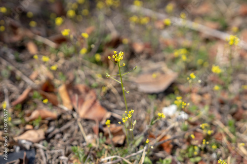 봄 들꽃 접사사진