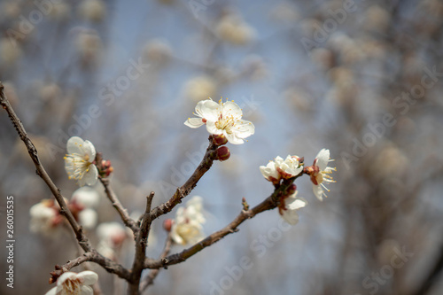매화 꽃 개화사진