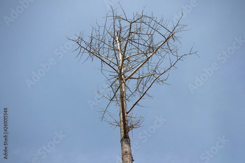 맑은 하늘배경의 앙상한 나무