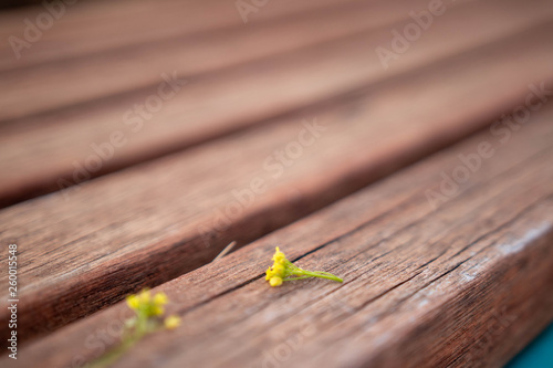 벤치위의 봄 들꽃 사진