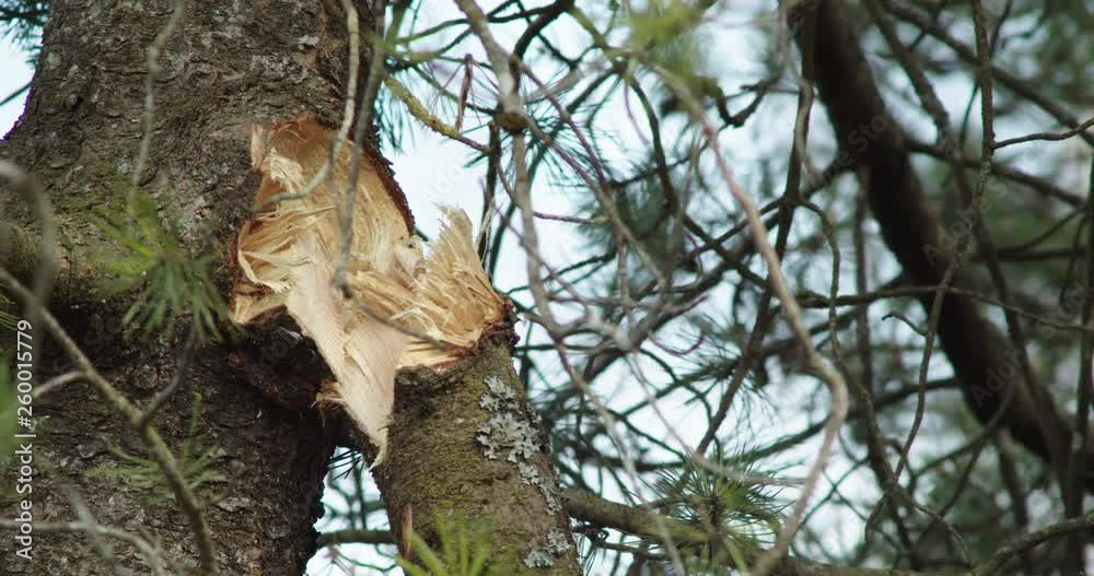 Trying to pull off a nearly sawed off tree branch high up in a tree. Trying to pull off a nearly sawed off tree branch high up in a tree.