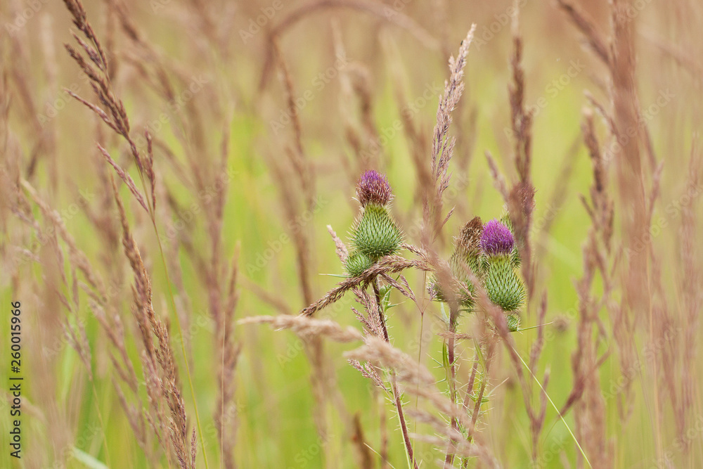 grass with panicles and beautiful thistle in summer meadow grass with panicles and beautiful thistle in summer meadow