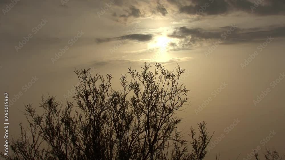 Western Kazakhstan. Ustyurt Plateau. Steppe vegetation. Western Kazakhstan. Ustyurt Plateau. Steppe vegetation.