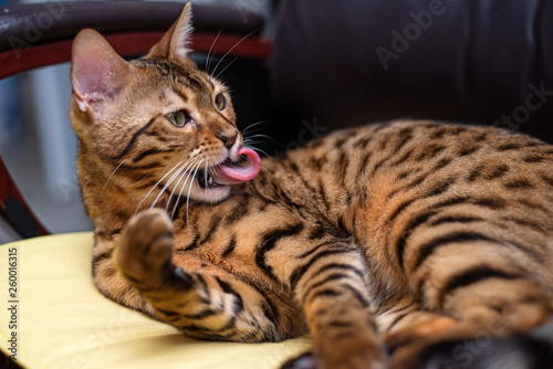 Bengal cat licking himself
