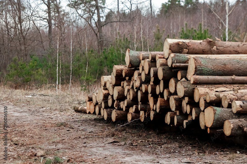 Logging, a lot of logs lying on the ground in the forest. Cutting down trees, forest destruction. The concept of industrial destruction of trees, causing harm to the environment.