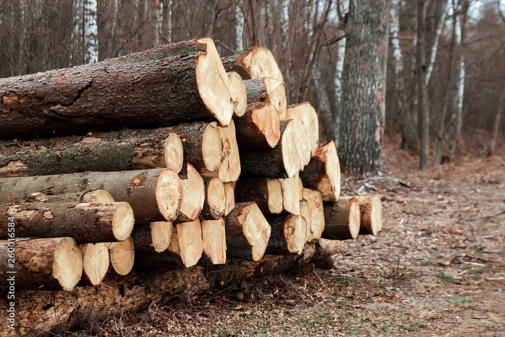 Logging, a lot of logs lying on the ground in the forest. Cutting down trees, forest destruction. The concept of industrial destruction of trees, causing harm to the environment. Logging, a lot of logs lying on the ground in the forest. Cutting down trees, forest destruction. The concept of industrial destruction of trees, causing harm to the environment.