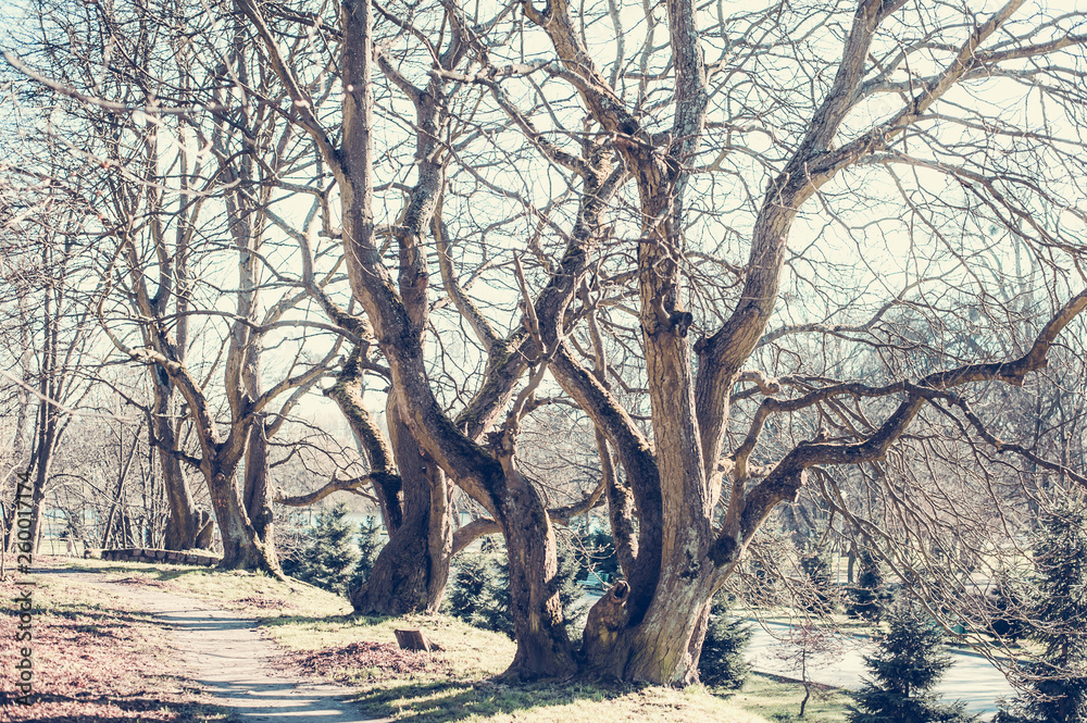 Ancient trees with knobby curving bare branches without leaves Ancient trees with knobby curving bare branches without leaves