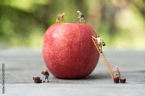 Miniature people, farmer climbing on the ladder for collecting red apples from big apple.