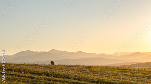 Pasture Cow at Mountain Field with Mountain Range Background at Sunset