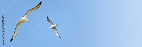 Couple of albatrosses in the sky, New Zealand, blue panoramic background