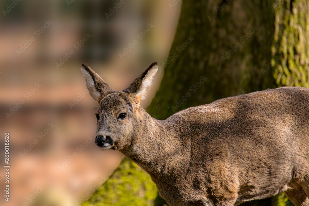 roe deer at field in the wild nature roe deer at field in the wild nature