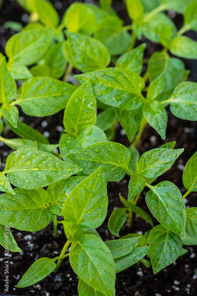 Young green sprouts of plants of pepper and tomato for a house kitchen garden Young green sprouts of plants of pepper and tomato for a house kitchen garden