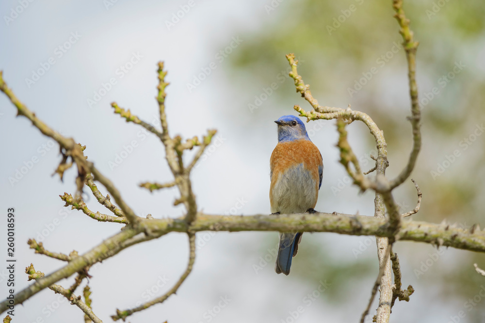 Western Bluebird sitting on a brunch of silk floss tree Western Bluebird sitting on a brunch of silk floss tree