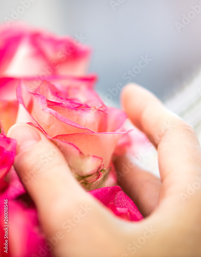 One pink rose in bouquet and female hand on a blue background