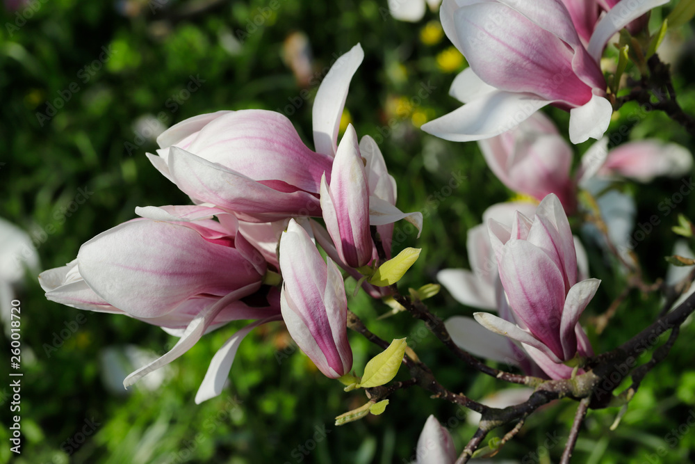 Branch of siebolds magnolia tree in the spring garden Branch of siebolds magnolia tree in the spring garden