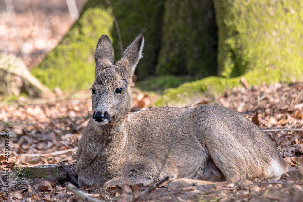 roe deer at field in the wild nature