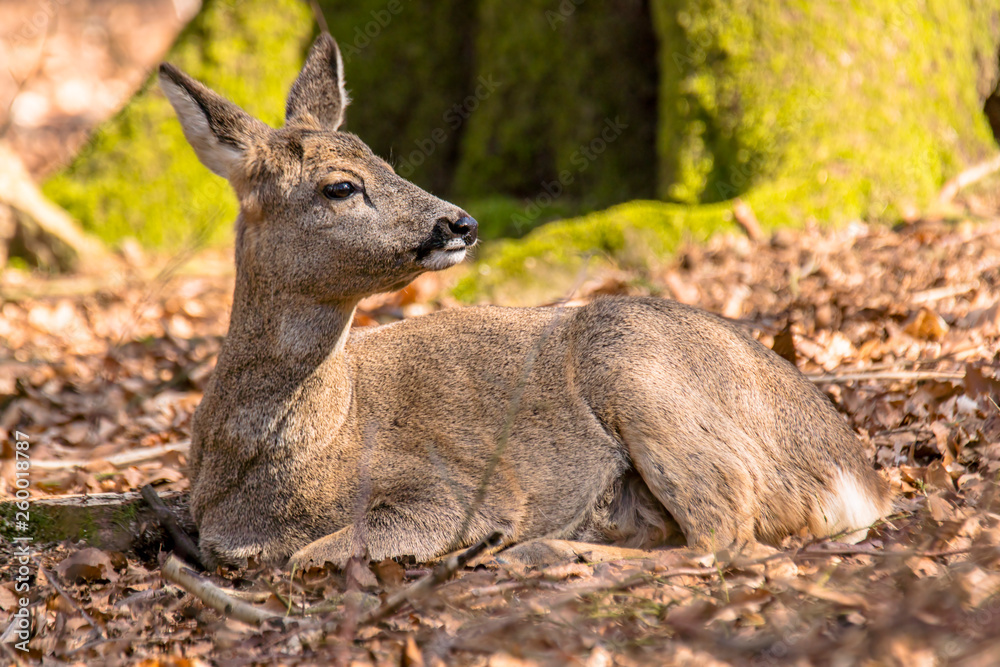 roe deer at field in the wild nature