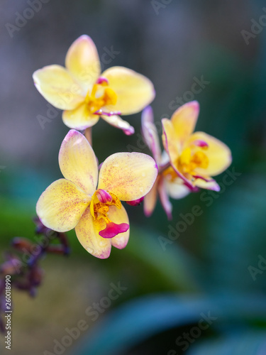 orchid  e en fleurs