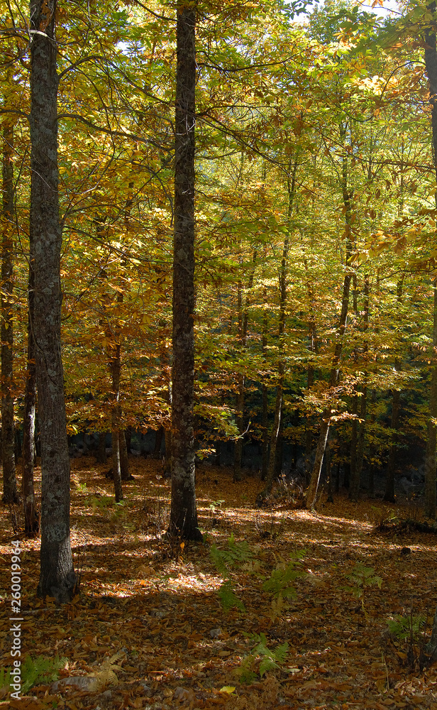 Fototapeta premium Castañar Del Tiemblo in Autumn. Avila. Spain