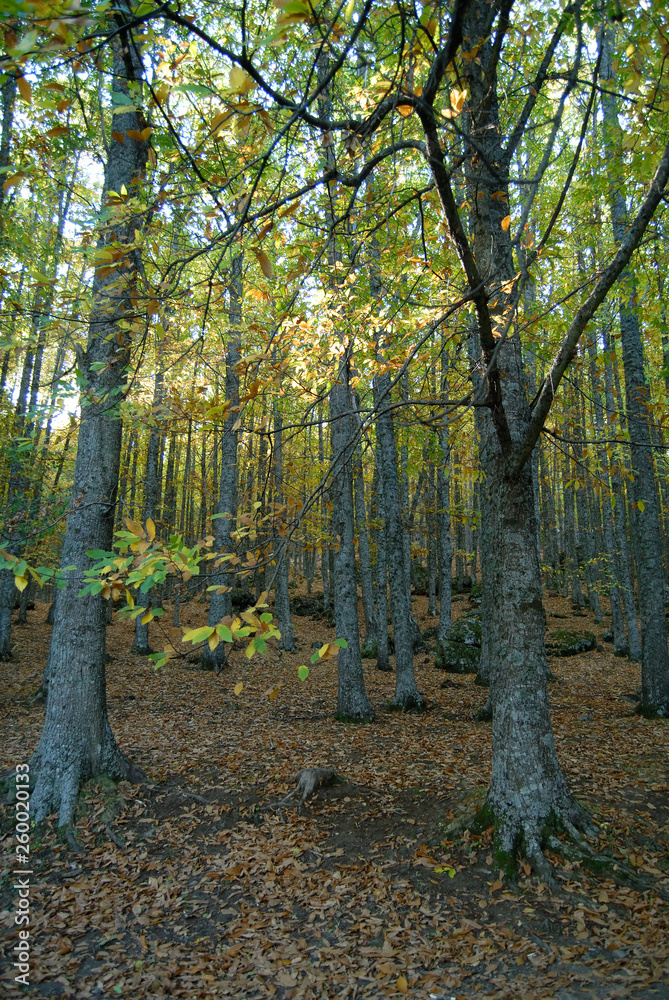Obraz premium Castañar Del Tiemblo in Autumn. Avila. Spain