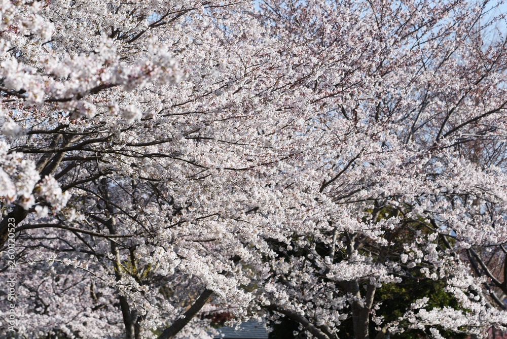 Cherry blossoms in full bloom in a natural park.
