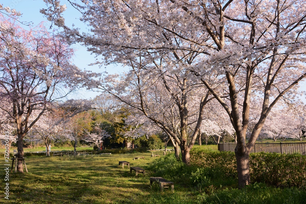 Cherry blossoms in full bloom in a natural park.