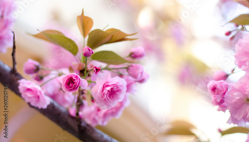 Gorgeous pink blossoms on a tree branch in spring season