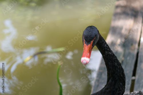 A black swan © Puripatch