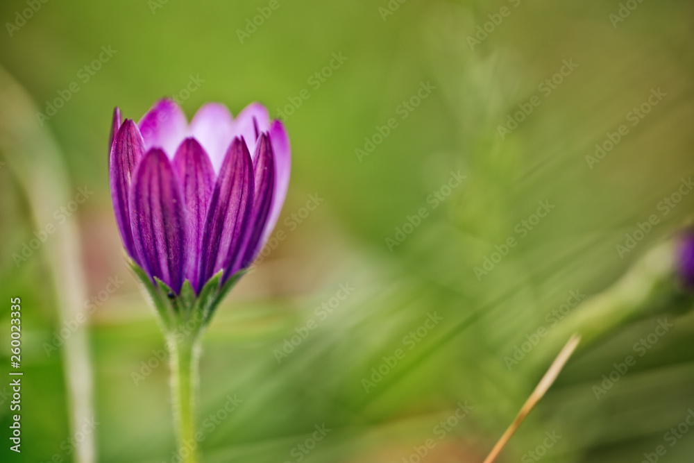 Naklejka premium Flower on Summer Meadow